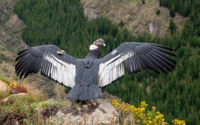 El Condor Iguiñaro, fue liberado por el Zoo de Quito y ya recorre los páramos andinos
