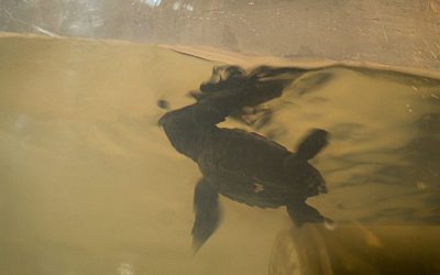 El Zoo salvó a tortugas marinas que fueron extraídas de su hábitat