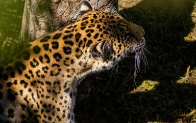 El Día Internacional del Jaguar recalca acciones pendientes  para su conservación