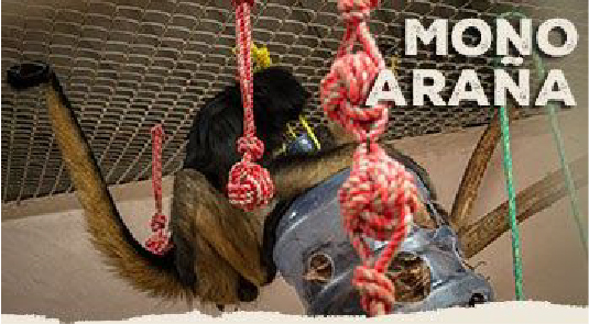 Mono Aranaweb
