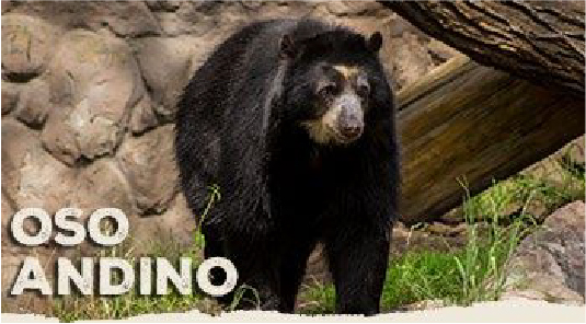 Oso Andinoweb
