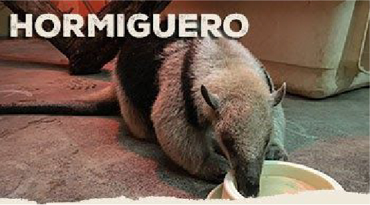 hormigueroweb