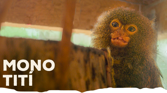 mono-titi