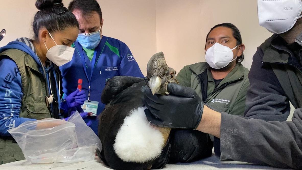 Cóndor andino rescatado es atendido por veterinarios