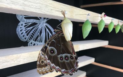 El encanto de las mariposas regresó al Zoo con «Volare»