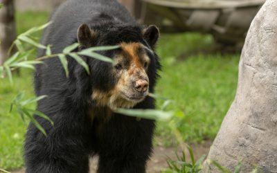“Pablo”: el oso andino que aportó a la investigación para la conservación