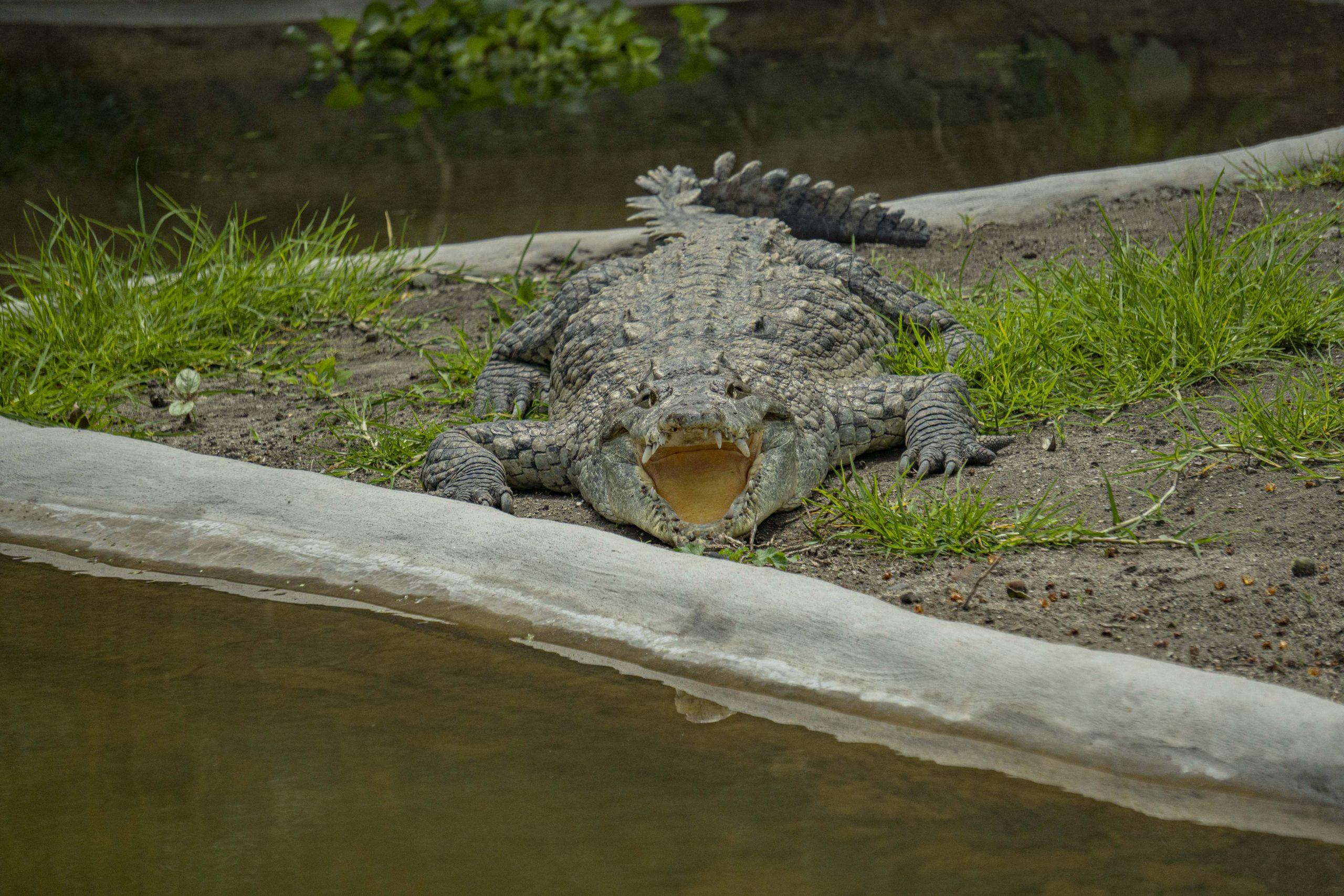 2_CocodrilosQuitoZoo_41