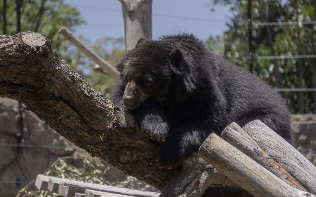 El oso andino motiva acciones institucionales por su conservación en el DMQ