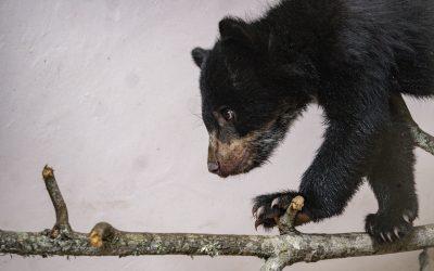 “Un hábitat para Sisa”, una iniciativa zoolidaria