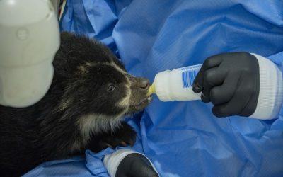 Nueva cría de oso llegó al Zoológico de Quito