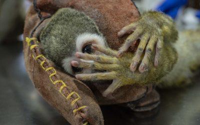 Zoológicos y acuarios, aliados clave en la lucha contra el tráfico de especies