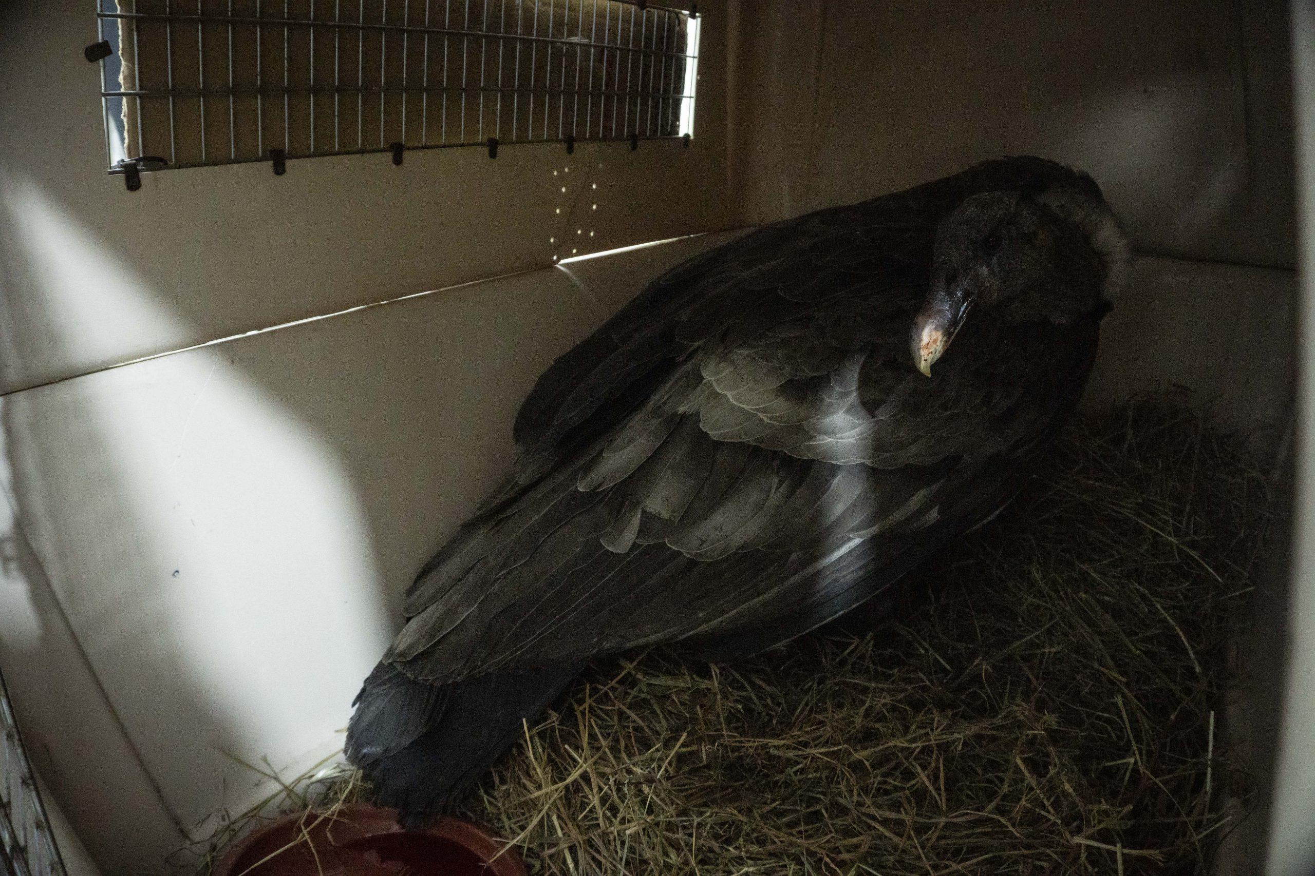 Condor-hembra_rescatada_18