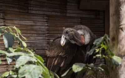 Cóndor rescatada se recupera en el QuitoZoo y podrá volver a volar en libertad