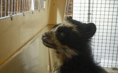 Osezno rescatado es atendido en la clínica del Zoológico de Quito