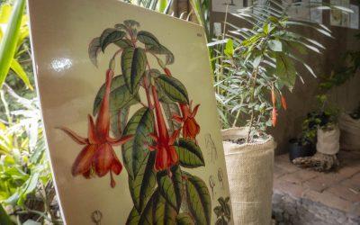 El QuitoZoo es anfitrión de una exposición de flora nativa y arte científico