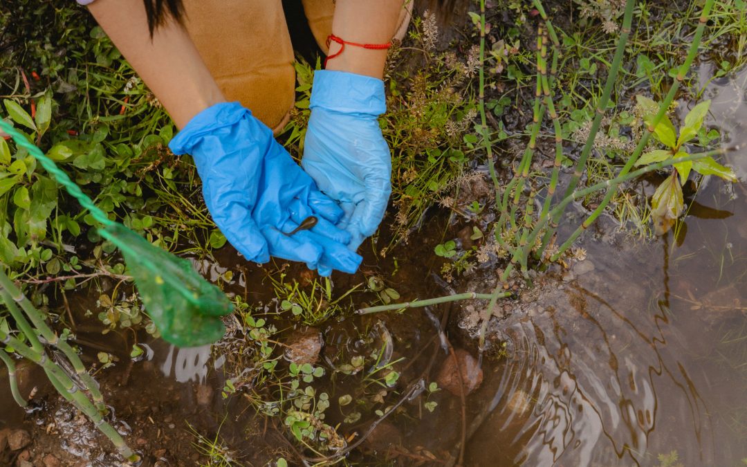 Uilli uillis llegaron a Bellavista