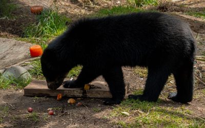 Tres osas rescatadas construyen una nueva historia en el QuitoZoo